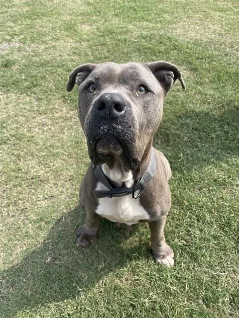 An adult extra large-sized female Mastiff dog named Fiona for adoption in Corpus Christi, TX
