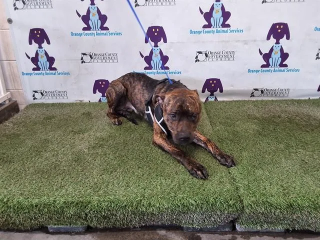 An adult large-sized male Pit Bull Terrier dog named Barry for adoption in Orlando, FL