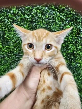 A baby small-sized female Domestic Short Hair cat named Mary $ for adoption in Seneca, SC