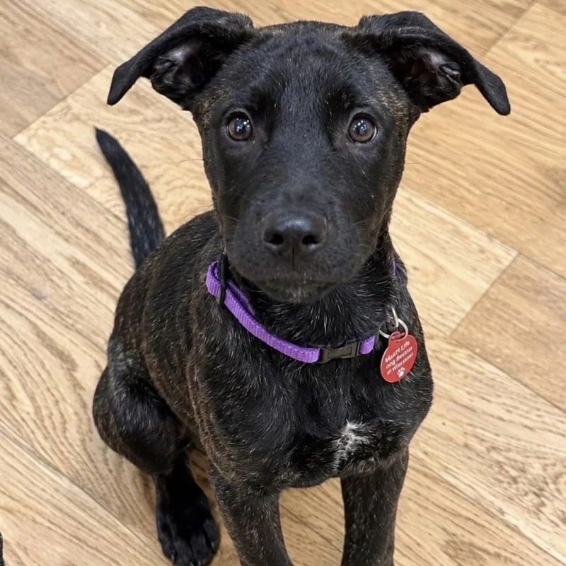A baby medium-sized male Shepherd dog named Harvest "Harvey" for adoption in Cedarburg, WI