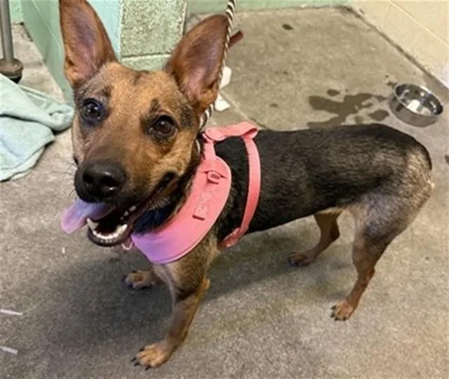 A young medium-sized female German Shepherd Dog dog named Noodle for adoption in Sacramento, CA