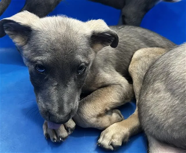 A baby large-sized male Mixed Breed dog named Duke for adoption in Dallas, TX