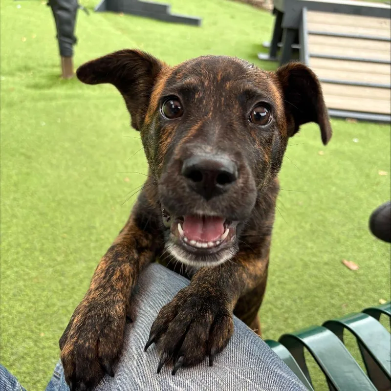 A baby small-sized male Terrier dog named Hershey for adoption in Gainesville, GA