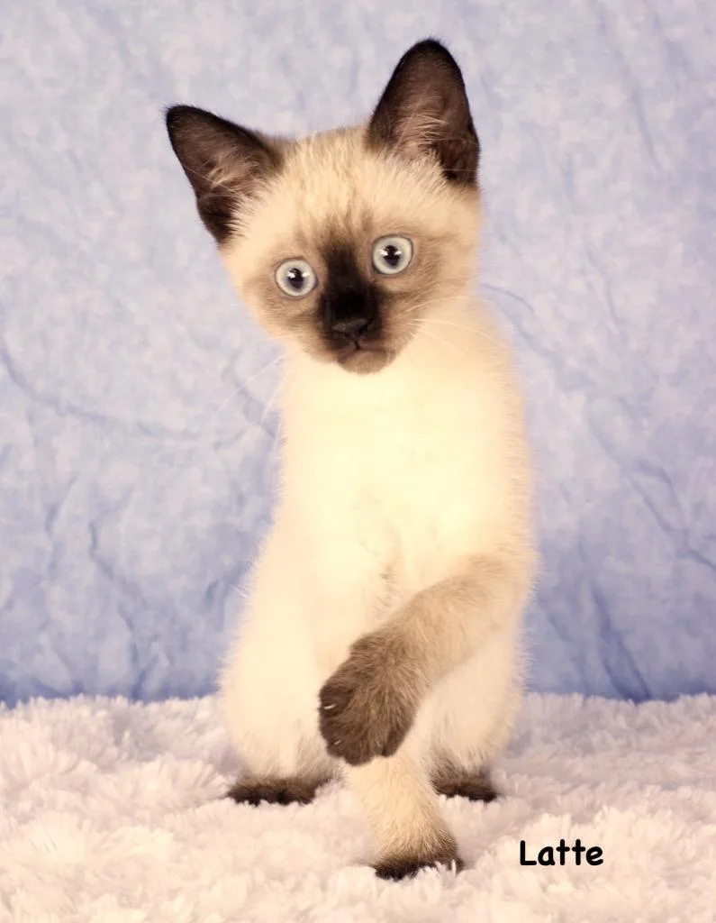 A baby small-sized male Domestic Short Hair cat named Latte for adoption in Gilbert, AZ