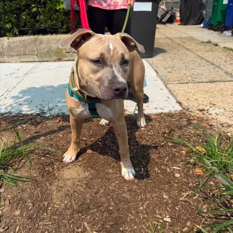 A young medium-sized male Brown / Chocolate American Staffordshire Terrier dog named Martes for adoption in Long Island City, NY