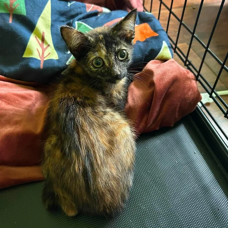 A baby medium-sized female Tortoiseshell cat named Mitzi for adoption in Oregon, WI