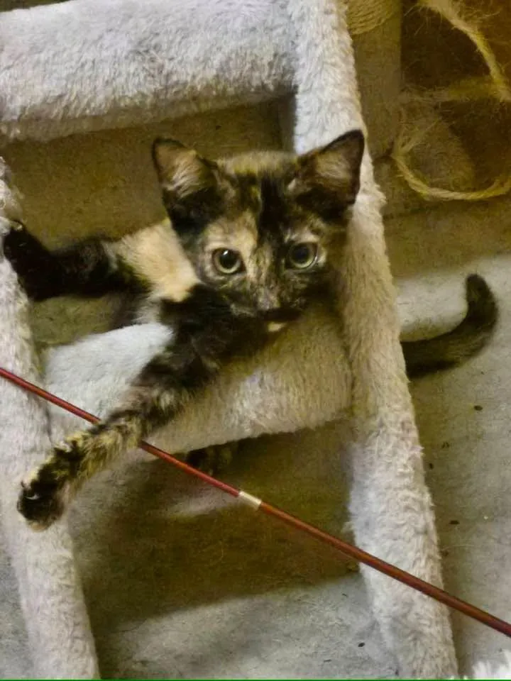 Mitzi thumbnail 2