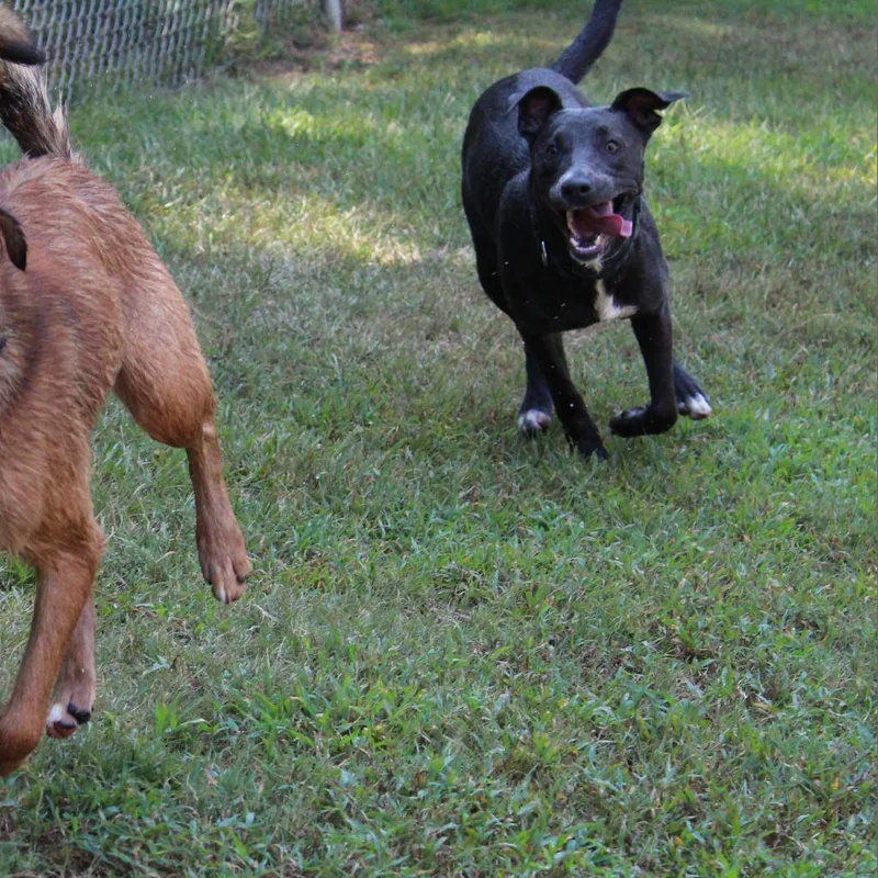 An adult large-sized male Gray / Blue / Silver Mixed Breed dog named Goose for adoption in Columbus, GA