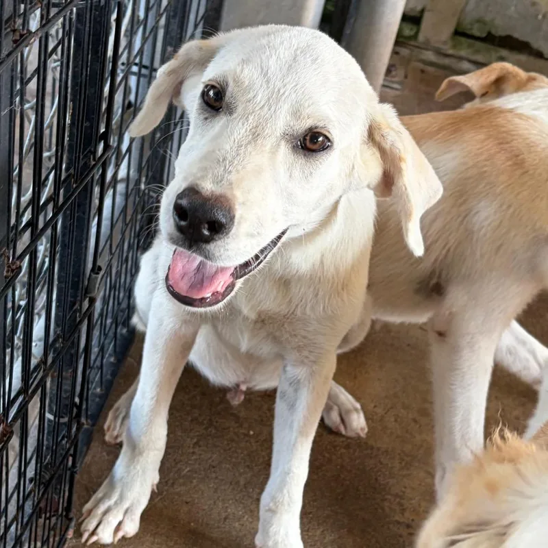 A young small-sized male Great Pyrenees dog named Beethoven for adoption in Lake Jackson, TX