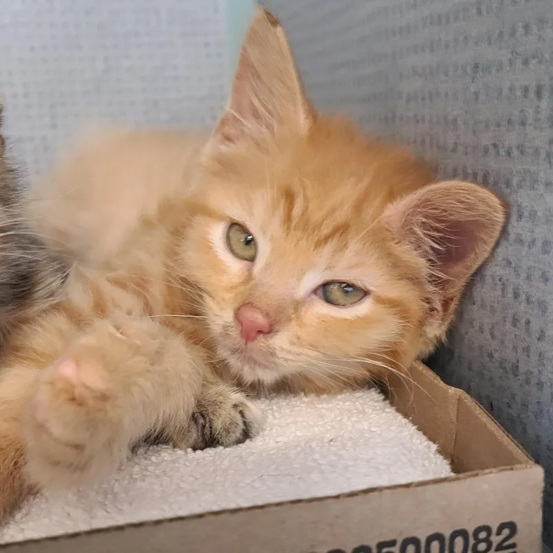 A baby small-sized male Orange / Red Domestic Short Hair cat named Shiloh for adoption in Russellville, KY