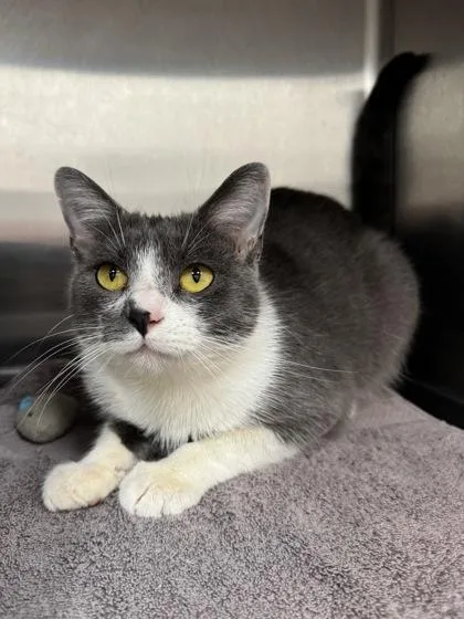 A baby medium-sized female Gray & White Domestic Short Hair cat named Delphine for adoption in Tinley Park, IL