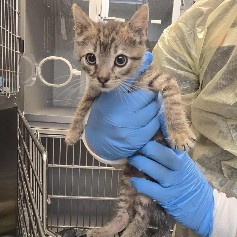 A baby small-sized male Domestic Short Hair cat named Orange Juice for adoption in Los Angeles, CA
