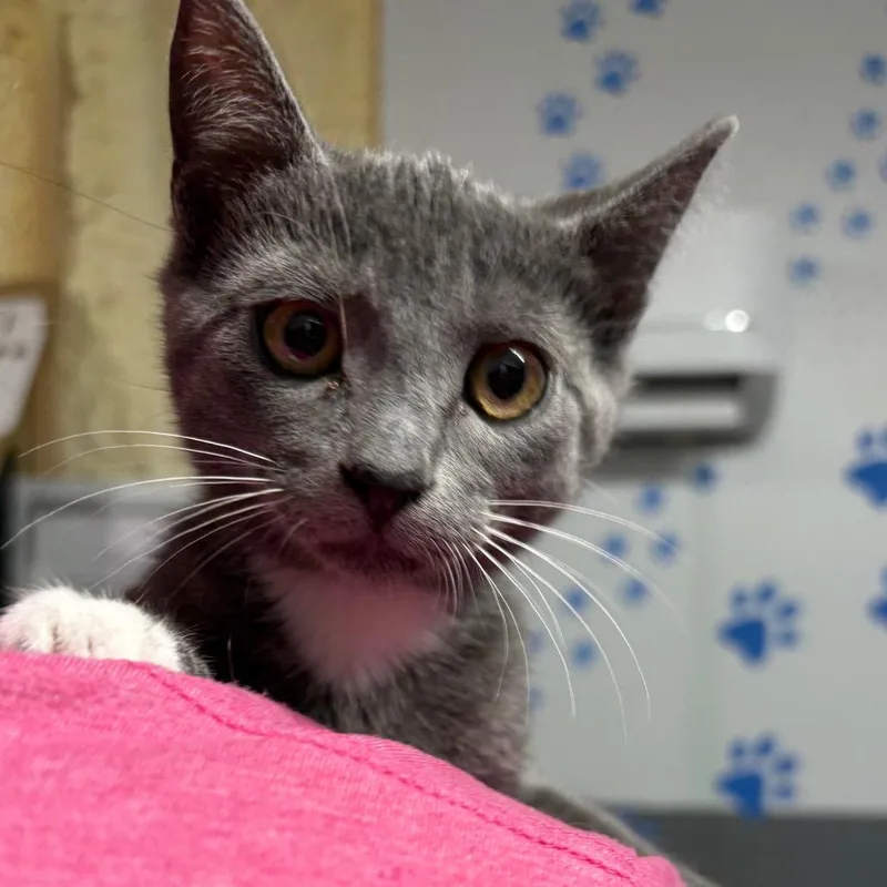 A baby small-sized female Gray / Blue / Silver American Shorthair cat named Juniper for adoption in Hamilton, GA