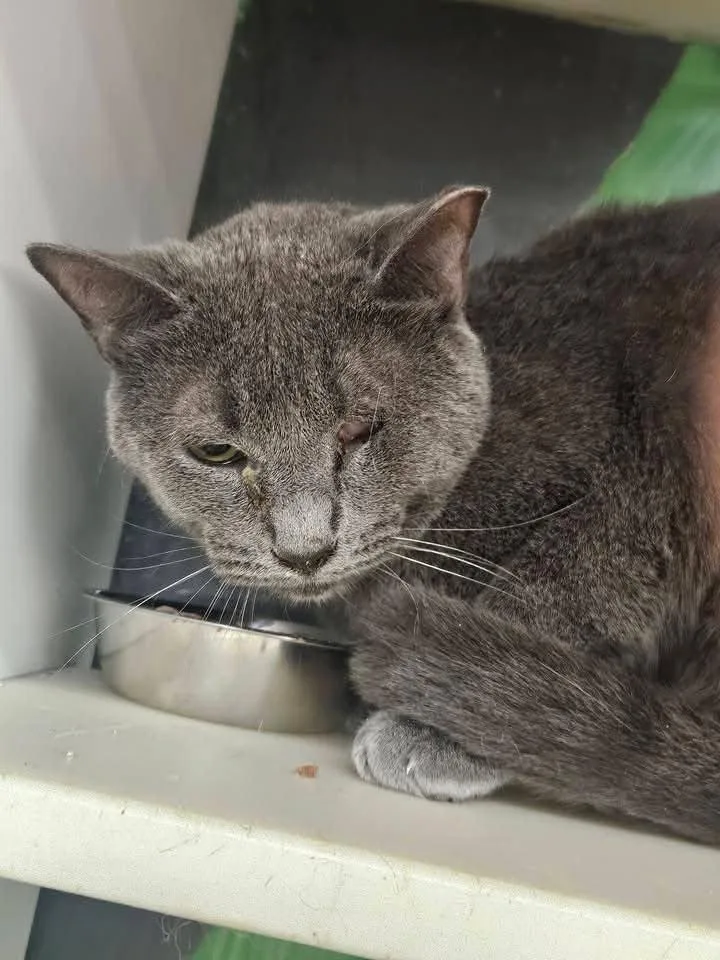 An adult medium-sized male Gray / Blue / Silver Domestic Short Hair cat named Howell for adoption in Cleveland, OH