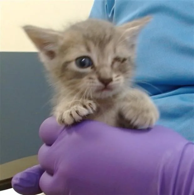 A baby small-sized female Domestic Short Hair cat named Primarina for adoption in Miami, FL