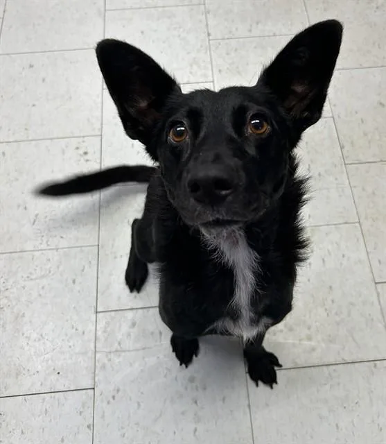 A young medium-sized female German Shepherd Dog dog named Machi for adoption in Stockton, CA