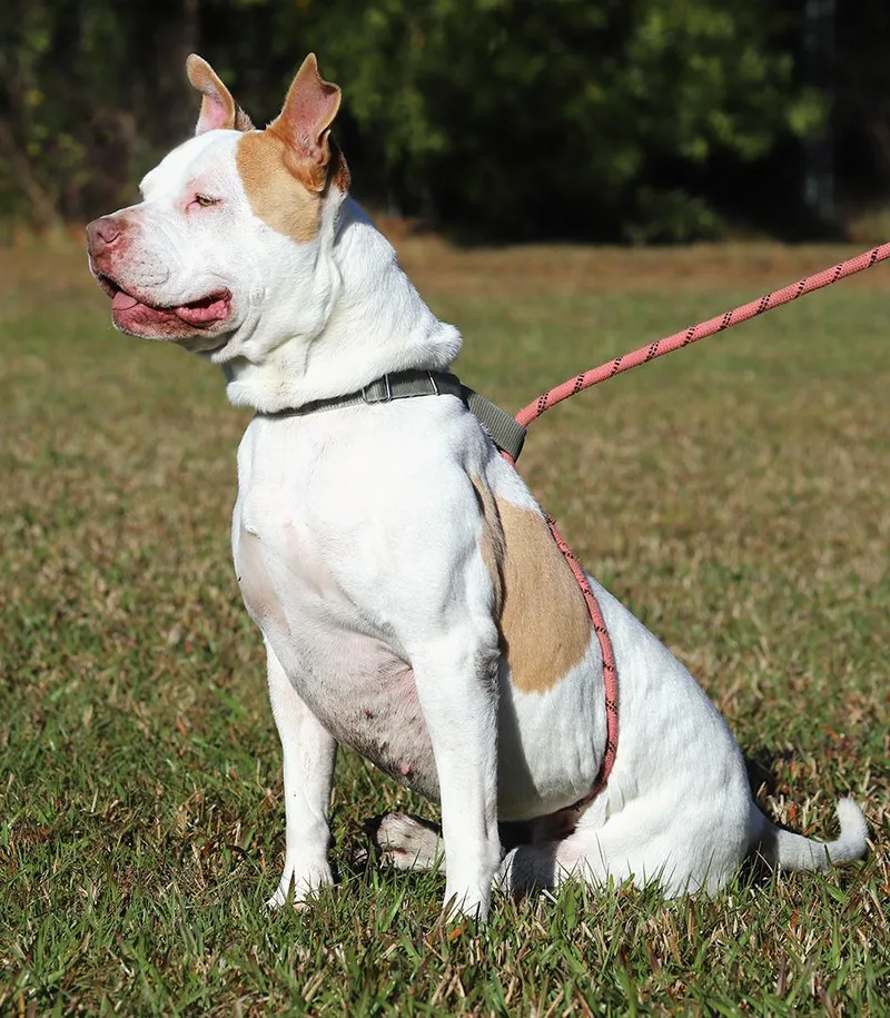 Pretty Lady thumbnail 4