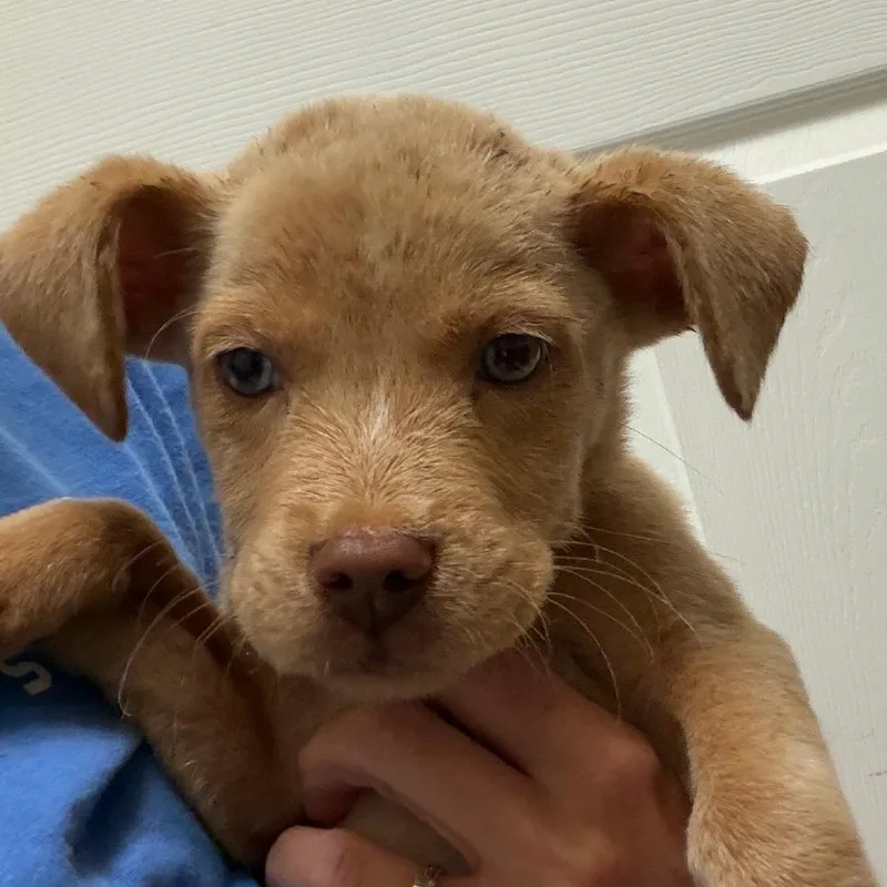 A baby small-sized male Yellow / Tan / Blond / Fawn Mixed Breed dog named Gomez for adoption in Greensboro, GA