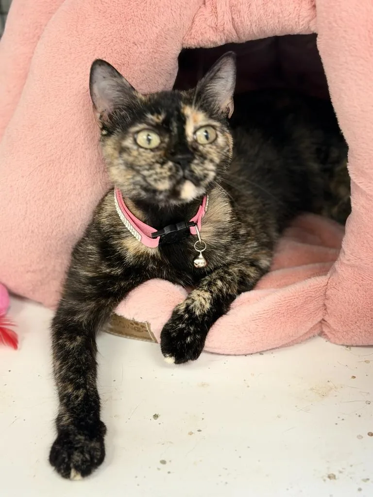 A young medium-sized female Domestic Short Hair cat named Minx for adoption in Algona, IA