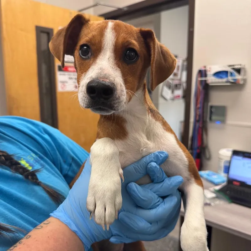 A baby medium-sized male Brown / Chocolate Mixed Breed dog named Corvette for adoption in Columbiana, AL