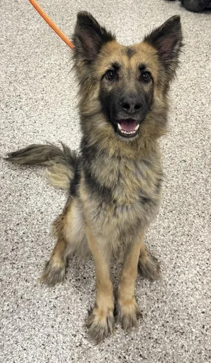 An adult medium-sized female German Shepherd Dog dog named Honey for adoption in Gastonia, NC