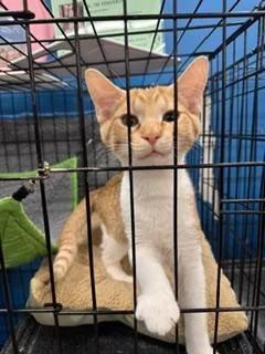 A baby medium-sized male Orange & White Domestic Short Hair cat named Ivysaur for adoption in Louisville, KY