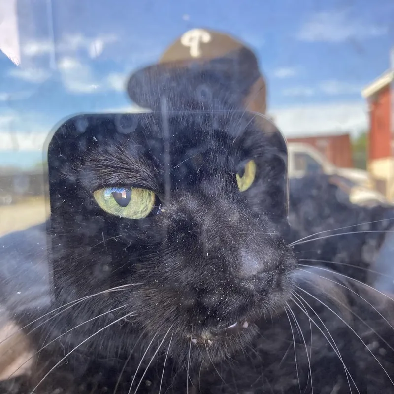 A senior small-sized female Black Domestic Short Hair cat named Marge for adoption in Philadelphia, PA