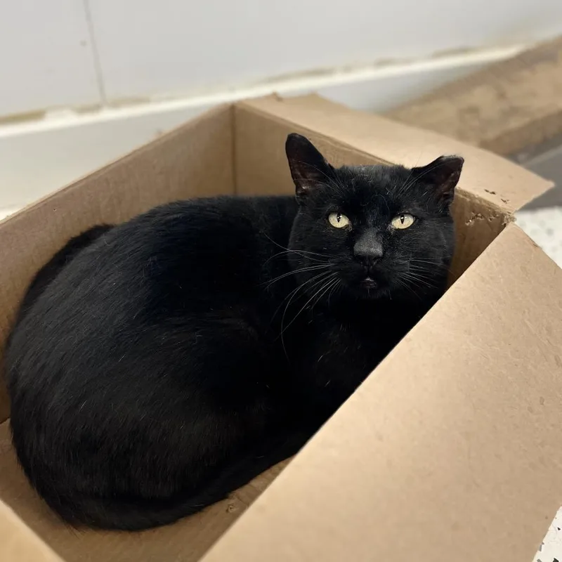 An adult extra large-sized male Domestic Short Hair cat named Loki for adoption in Portage, MI