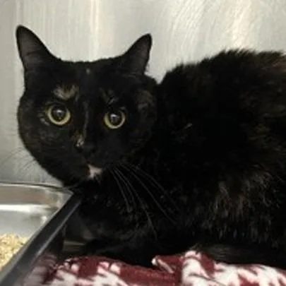 An adult medium-sized female Tortoiseshell Domestic Short Hair cat named Lily for adoption in New York, NY