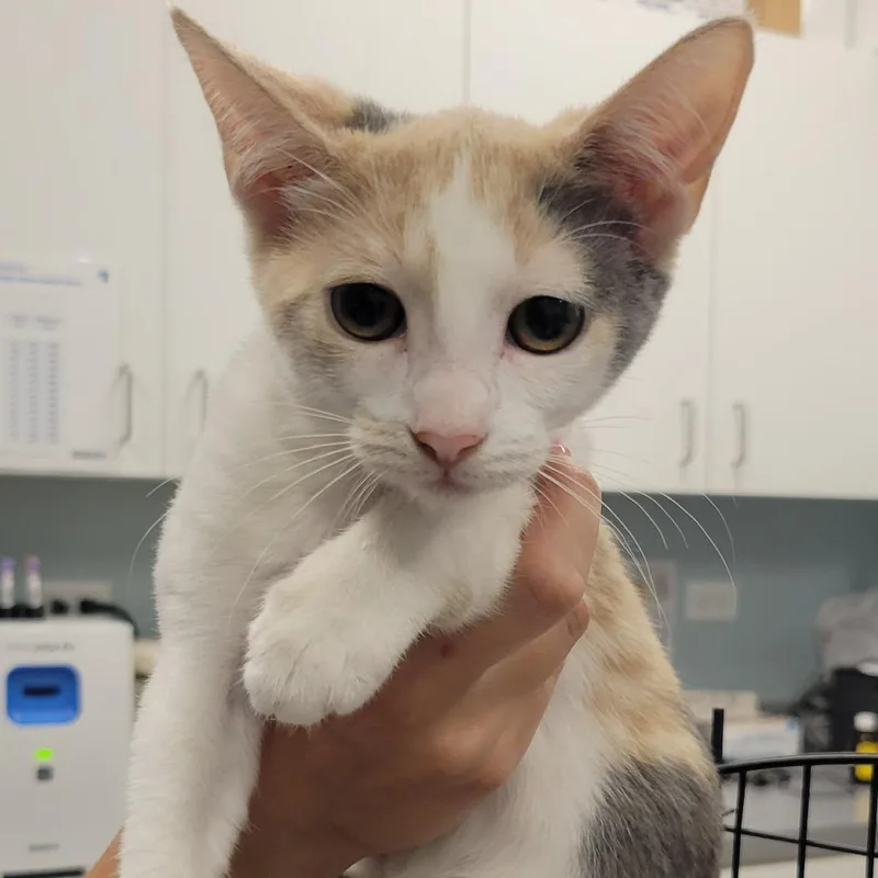 A baby small-sized female Calico Domestic Short Hair cat named Fraxinus for adoption in Wheeling, IL