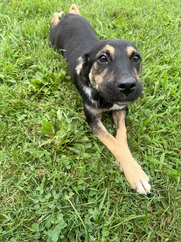 A baby large-sized female Mixed Breed dog named Shellie for adoption in Gallatin, TN