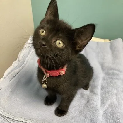 A baby small-sized female Domestic Short Hair cat named Lily for adoption in Janesville, WI