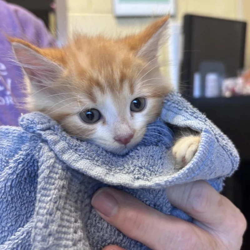 A baby small-sized male Domestic Medium Hair cat named Calvin for adoption in Asheville, NC