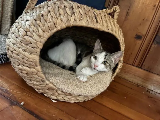 Tiggerkdc thumbnail 2