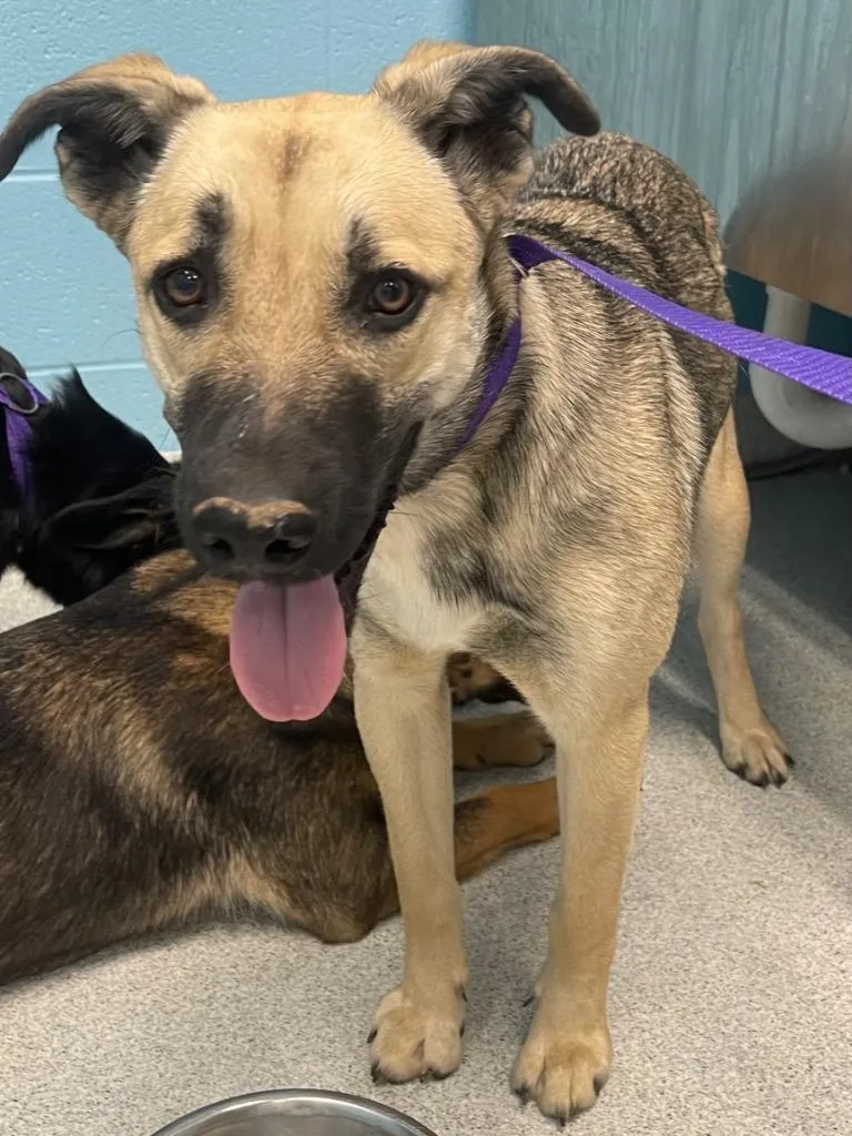 A young medium-sized female Shepherd dog named Bronte for adoption in Frankfort, KY