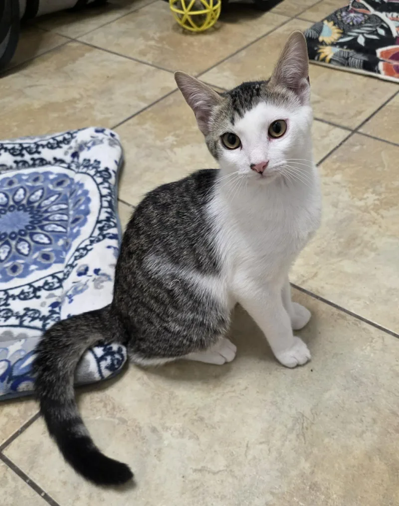 A young medium-sized male White Domestic Short Hair cat named Herbie for adoption in Litchfield Park, AZ