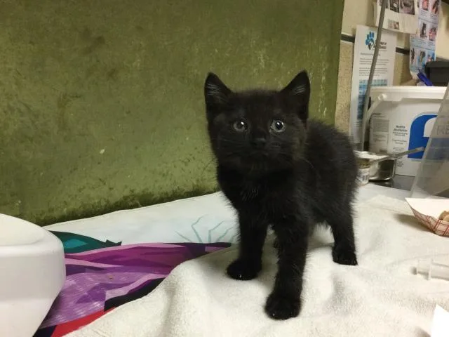A baby small-sized female Domestic Short Hair cat named Midnight for adoption in Riverside, CA