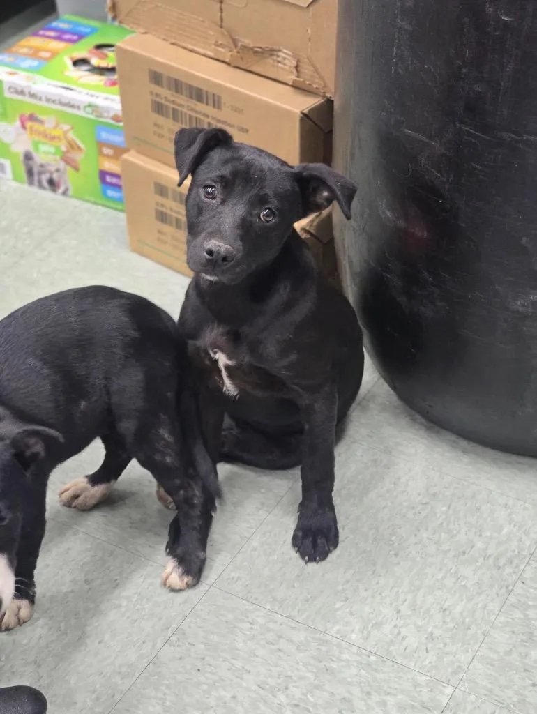 A baby medium-sized female Mixed Breed dog named Spoon for adoption in Danielsville, GA