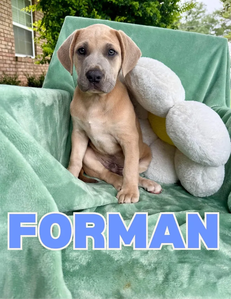 A baby large-sized male Pit Bull Terrier dog named Forman for adoption in Shalimar, FL