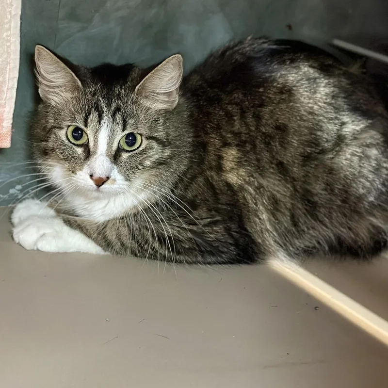 An adult medium-sized female Brown / Chocolate Domestic Medium Hair cat named Sugar Glider for adoption in Austin, TX