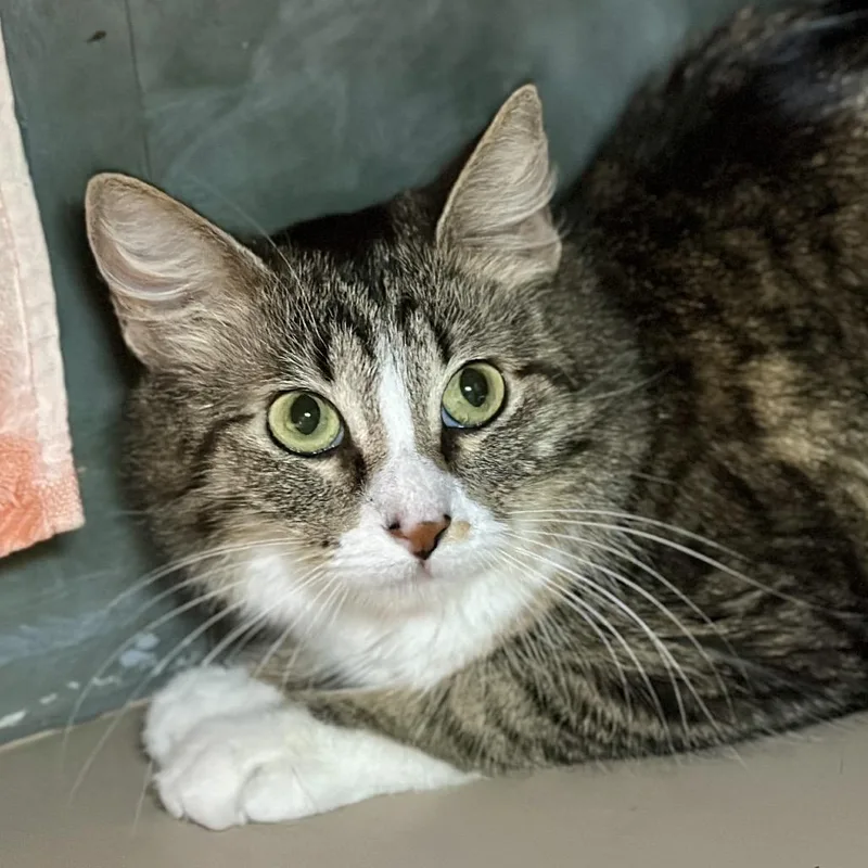 Sugar Glider thumbnail 2