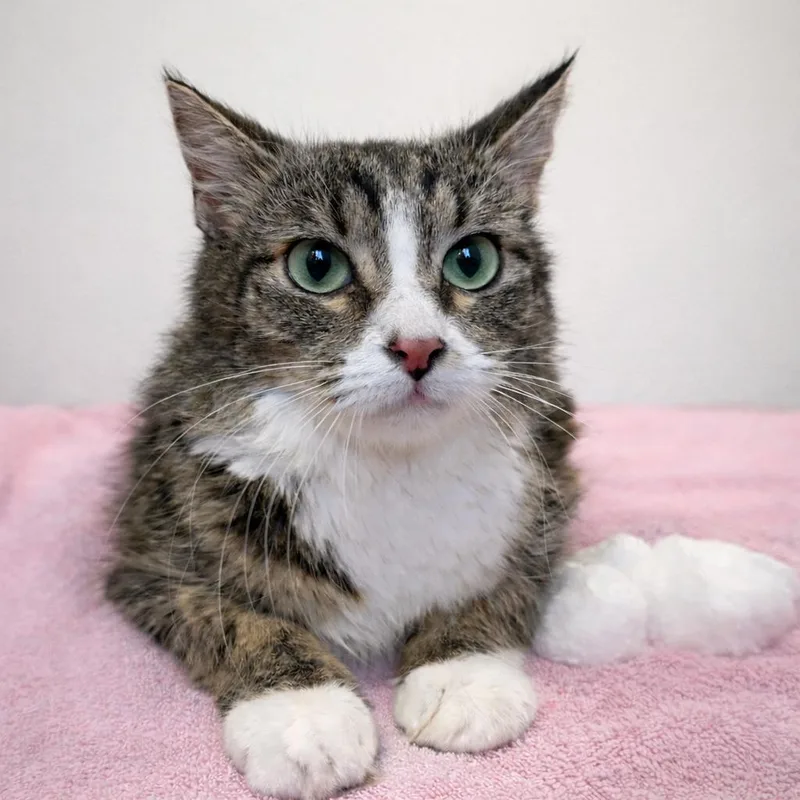 Sugar Glider thumbnail 3