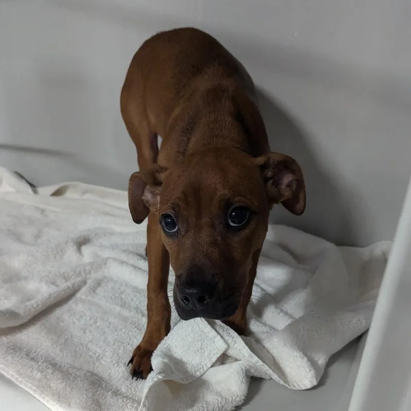 A baby small-sized female Pit Bull Terrier dog named Queen for adoption in Charlottesville, VA