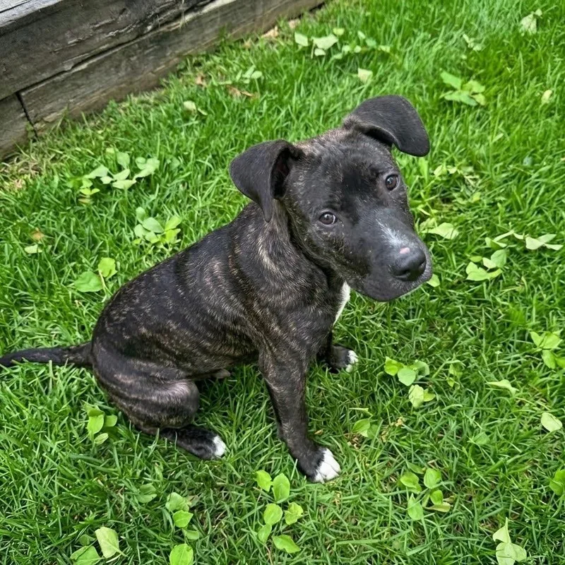 A young medium-sized female Brindle Mountain Cur dog named Topaz for adoption in Nashville, TN