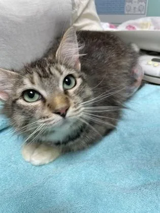 An adult small-sized female Domestic Medium Hair cat named Mable for adoption in Bellevue, WA