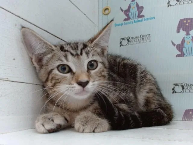 A baby small-sized female Domestic Short Hair cat named Krispy for adoption in Orlando, FL
