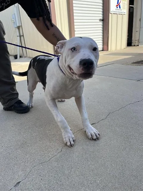 A young small-sized male Pit Bull Terrier dog named Blick for adoption in Killeen, TX