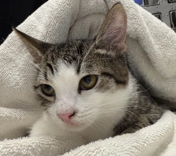 A young medium-sized male Domestic Short Hair cat named Dill for adoption in Escondido, CA