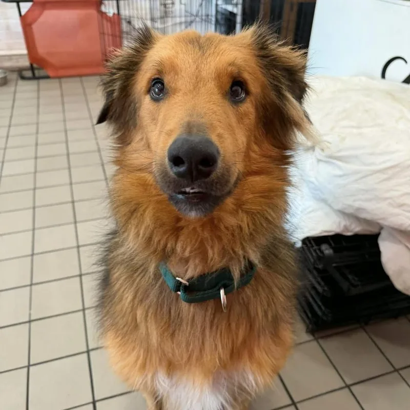 An adult medium-sized male Mixed Breed dog named Kaleb for adoption in Long Island City, NY