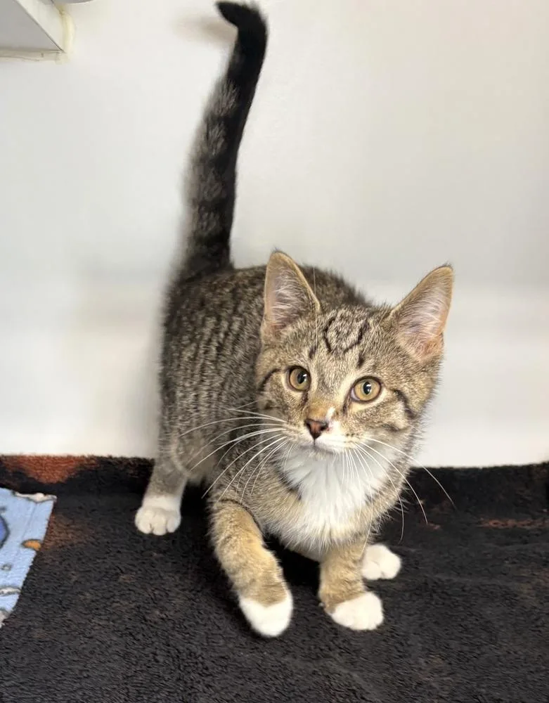 A baby small-sized male Domestic Short Hair cat named Bradley for adoption in Rochester, IN